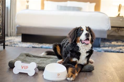embassy suites cat friendly|13 Cat Friendly Hotels & Motels That Make It Easy For You.